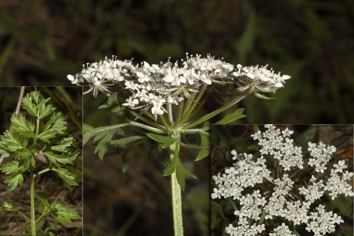 Daucus carota